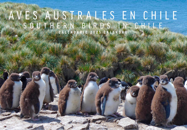 Calendario Aves australes en Chile